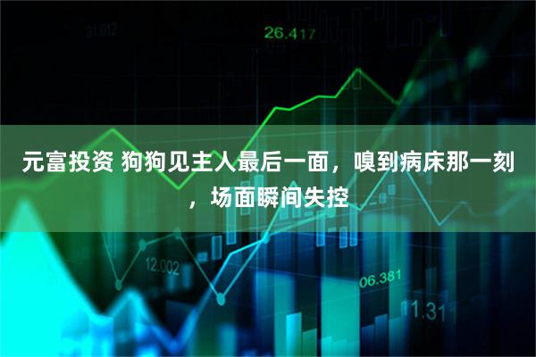 元富投资 狗狗见主人最后一面，嗅到病床那一刻，场面瞬间失控